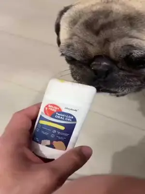 Dog licking the dental gel